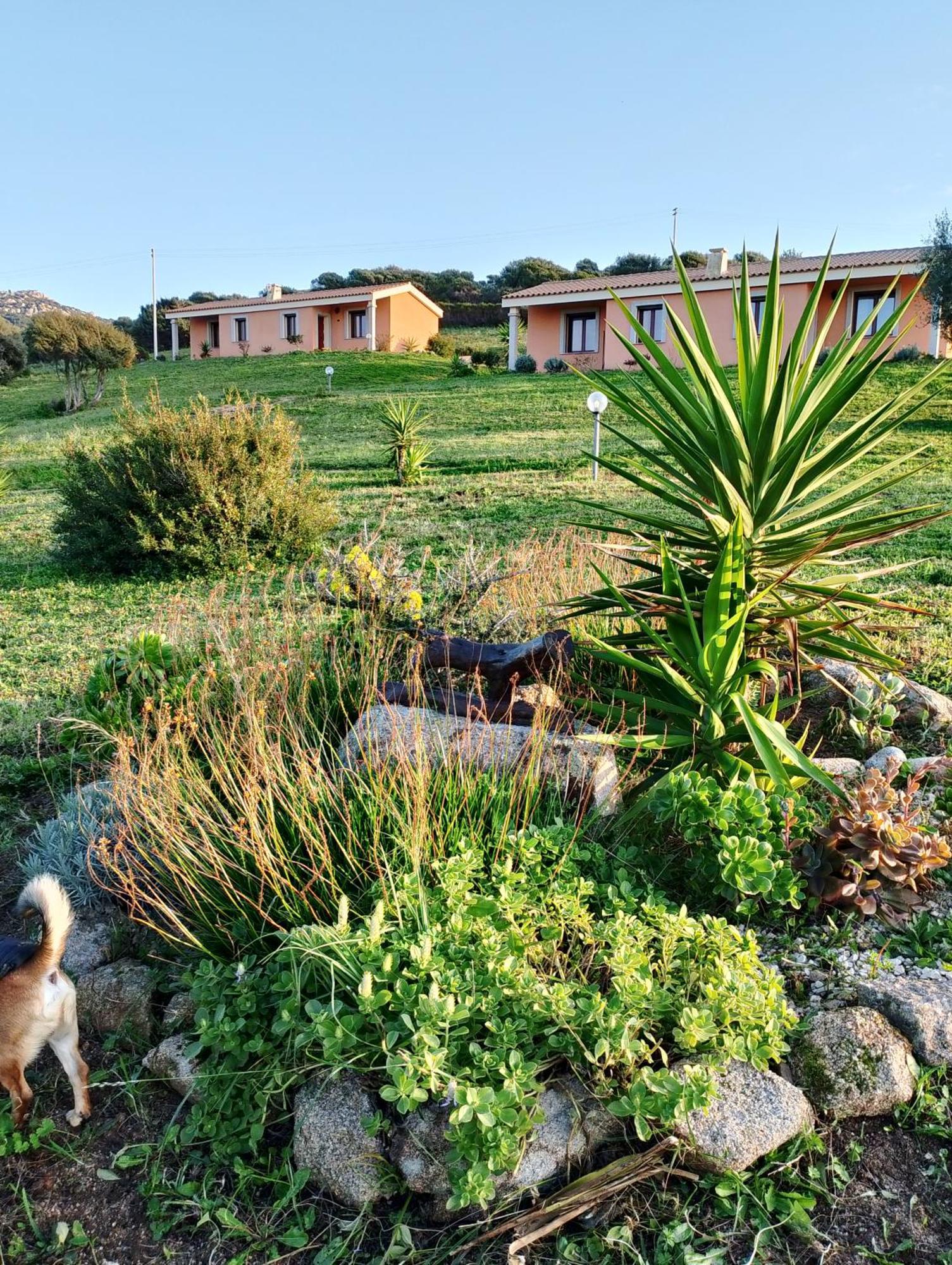 Gli Olivastri Con Piscina,Solarium, Vista Mare ,Sole -Mare E Tanta Natura ,Climatizzatore,Wifi Aglientu Εξωτερικό φωτογραφία