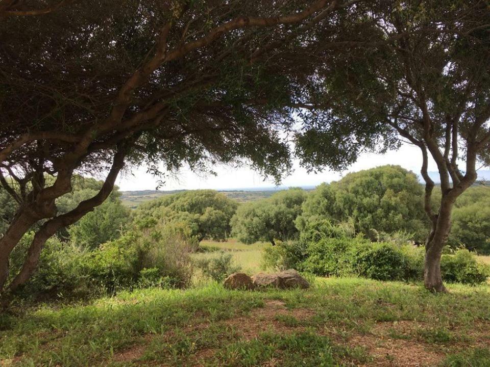 Gli Olivastri Con Piscina,Solarium, Vista Mare ,Sole -Mare E Tanta Natura ,Climatizzatore,Wifi Aglientu Εξωτερικό φωτογραφία